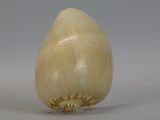 a close up of a garlic bulb on a white surface