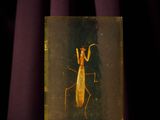 un gros plan d'un insecte dans une boîte en verre posée sur une table