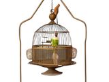 a bird that is sitting in a bird cage