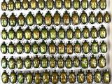 green beetles in a white box with pine cones and pine cones