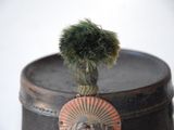 a small plant that is on top of a hat
