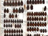a lot of bugs that are on display on the wall