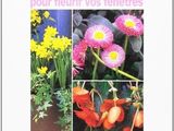 the cover of the book 50 potees pour fleur vos ferets