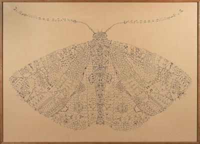 dessin d'un papillon de nuit sur une feuille de papier dans un cadre en bois