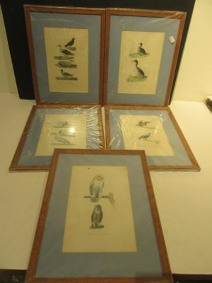 trois photos encadrées d'oiseaux posées sur une table où se trouve une lampe