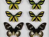 quatre espèces différentes de papillons exposées dans une vitrine