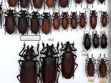 a lot of beetles that are on display in a glass case