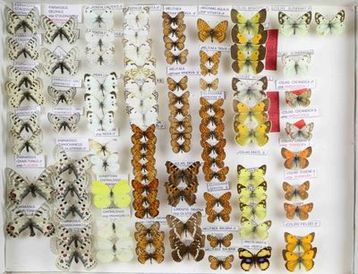 de nombreux types de papillons différents présentés dans une vitrine
