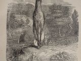an old book with a picture of a deer on it