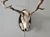 a deer ' s head mounted on the wall of a room
