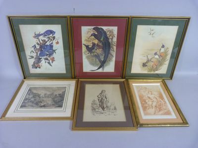 quatre photos encadrées représentant des oiseaux et des fleurs sur fond blanc