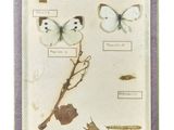 a picture of a picture of a butterfly and other insects