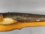 a fish that is laying on top of a piece of wood