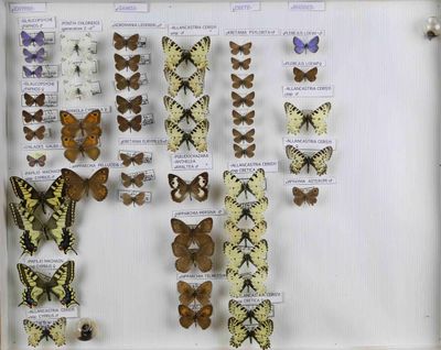 de nombreux types de papillons exposés dans une vitrine