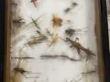 a picture of a display of insects in a glass case