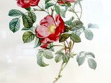 a drawing of a flower with leaves and flowers on it
