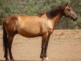 un cheval brun debout dans un champ de terre battue, avec des arbres en arrière-plan