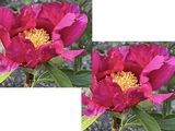 deux photos d'une fleur rose aux étamines jaunes