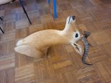 une peluche qui tient un poisson dans la gueule