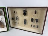 two boxes with different types of bugs in them