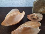 three seashells on a table with a rock in the background