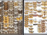 two pictures of moths on display in a glass case