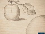 a drawing of an apple with a leaf on it