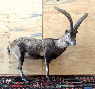 a goat that is standing on a rug in front of a wall