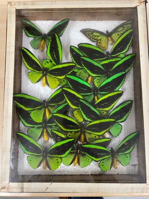 green and black butterflies in a wooden frame on a table