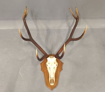 une image représentant une tête de cerf accrochée au mur d'une pièce