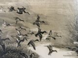 many birds flying over a body of water