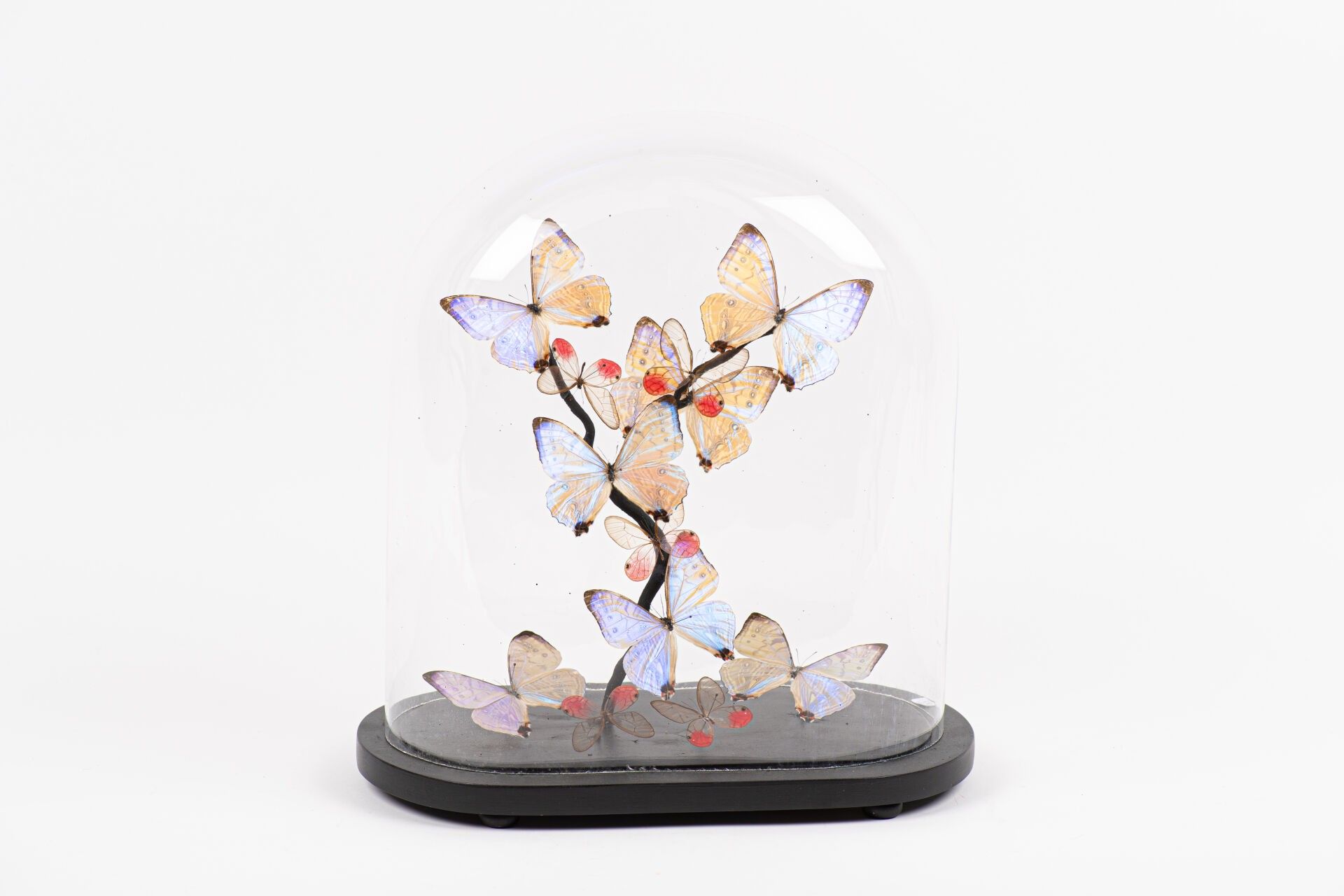 Objets d'art & Curiosités