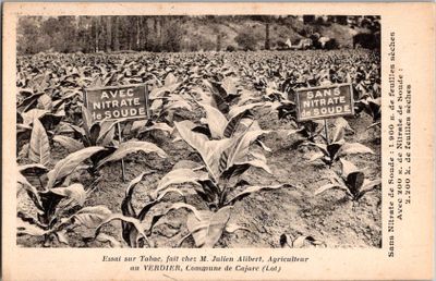 CPA : Lot (46) - Carjac - Essai sur tabac avec et sans Nitra…