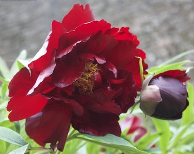 un gros plan d'une fleur rouge avec des feuilles vertes