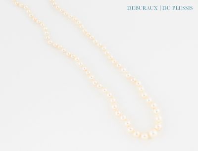 pearl necklace with a gold clasp on a white background