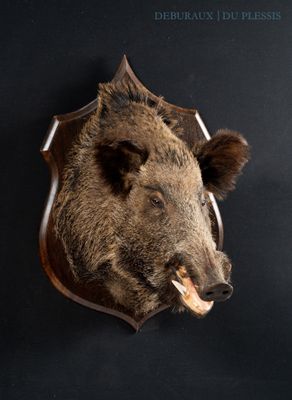 a brown bear head mounted on a black wall