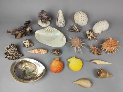 de nombreux coquillages posés ensemble sur la table