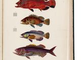 un livre ouvert sur lequel figurent des illustrations de différents poissons