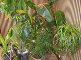 many potted plants that are sitting on the floor