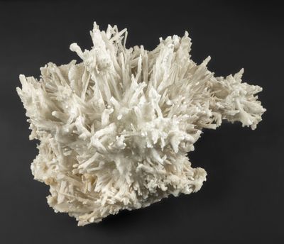 un gros plan sur un morceau de corail blanc posé sur une surface noire