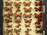 an image of a display case filled with lots of different types of butterflies