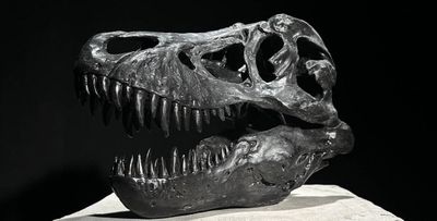 Travail contemporain Reproduction de tête de Tyrannosaure en…