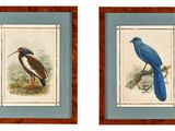 deux photos encadrées représentant des oiseaux posés sur une table en bois