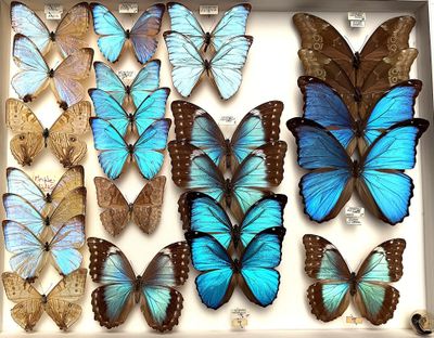 many blue and brown butterflies in a white box