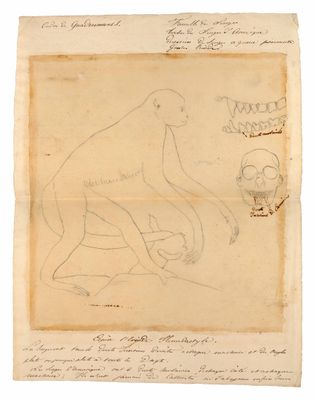 a drawing of a monkey sitting on top of a piece of paper