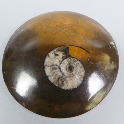 a fossil in the middle of a rock on a white surface