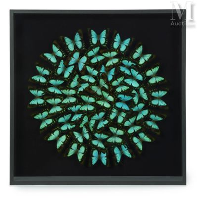 a framed picture of a group of blue butterflies in a black frame