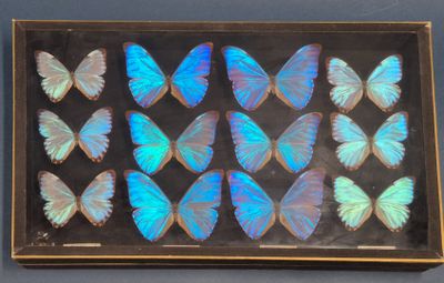 des papillons bleus et verts dans un cadre noir accroché au mur