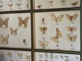 a man standing in front of a wall with a display of butterflies