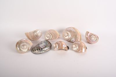 Plusieurs coquillages sont disposés sur une surface blanche, sur fond blanc.